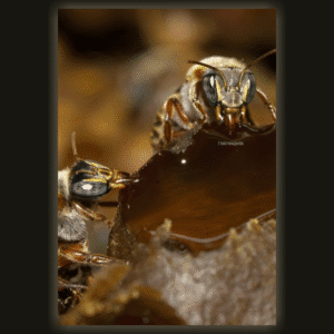 BEE NECTAR - Miel de Abejas Meliponas (próximamente)